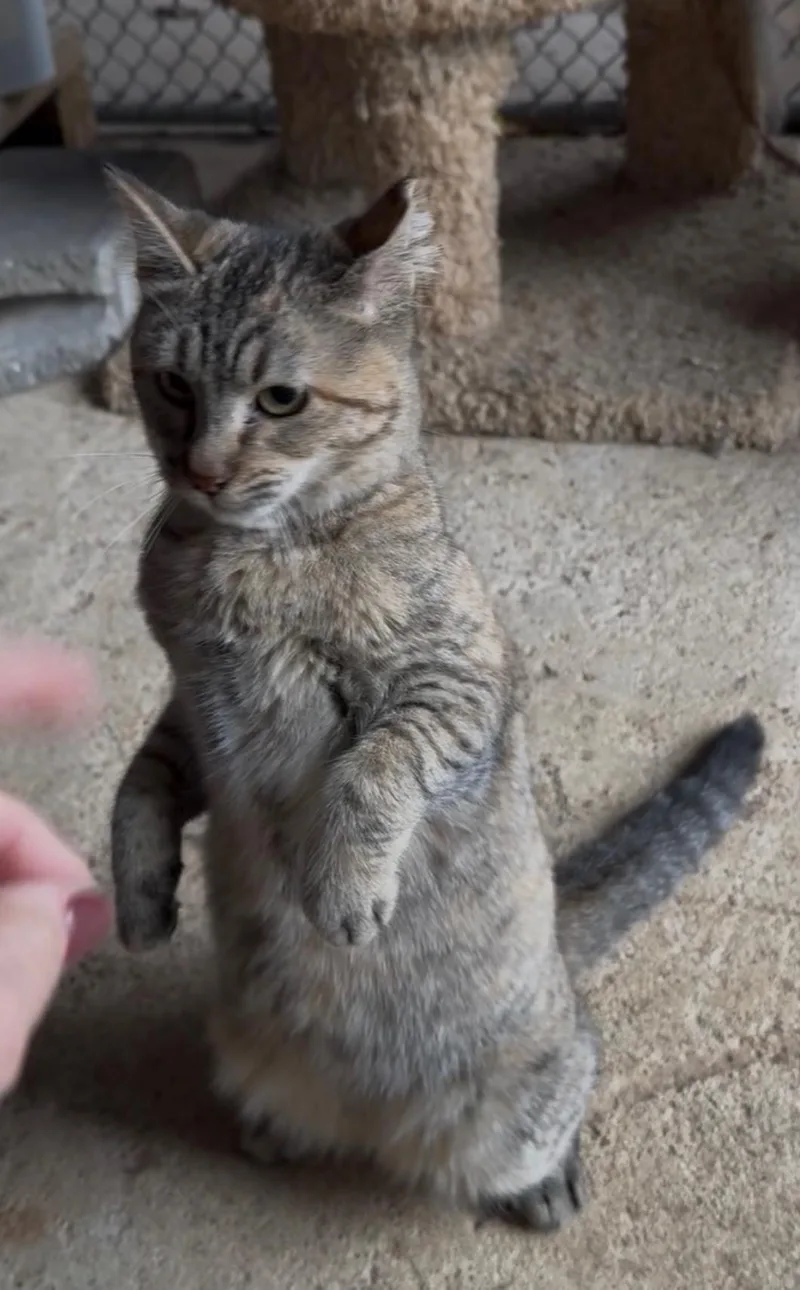 A baby medium-sized female Tabby (Buff / Tan / Fawn) Domestic Medium Hair cat named Diva Eva for adoption in Alexandria, LA