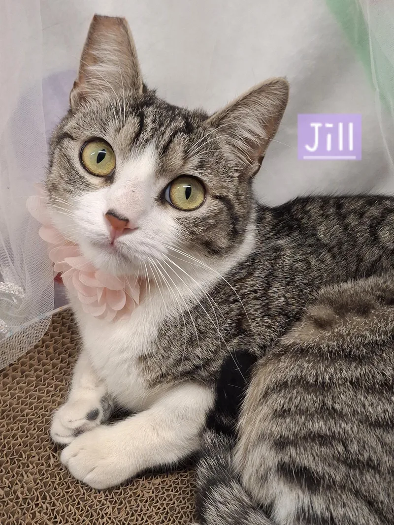 :::jill:::chino Petsmart thumbnail 4