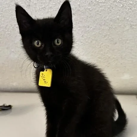 A baby medium-sized male Black Bombay cat named Stan  Playful and for adoption in Hoquiam, WA
