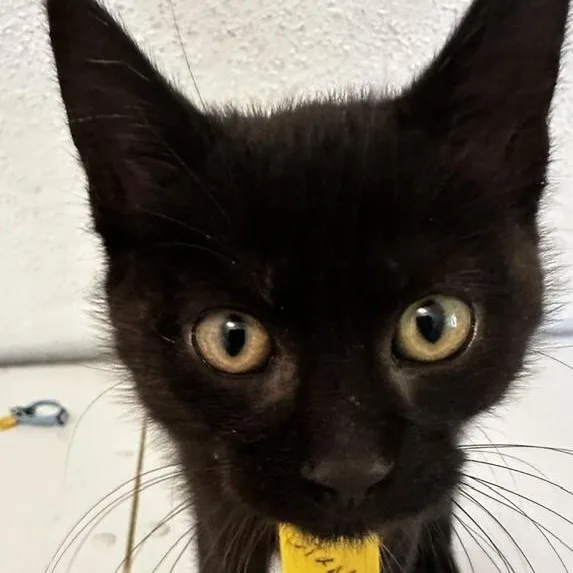Stan  Playful and thumbnail 2