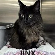 Jinx