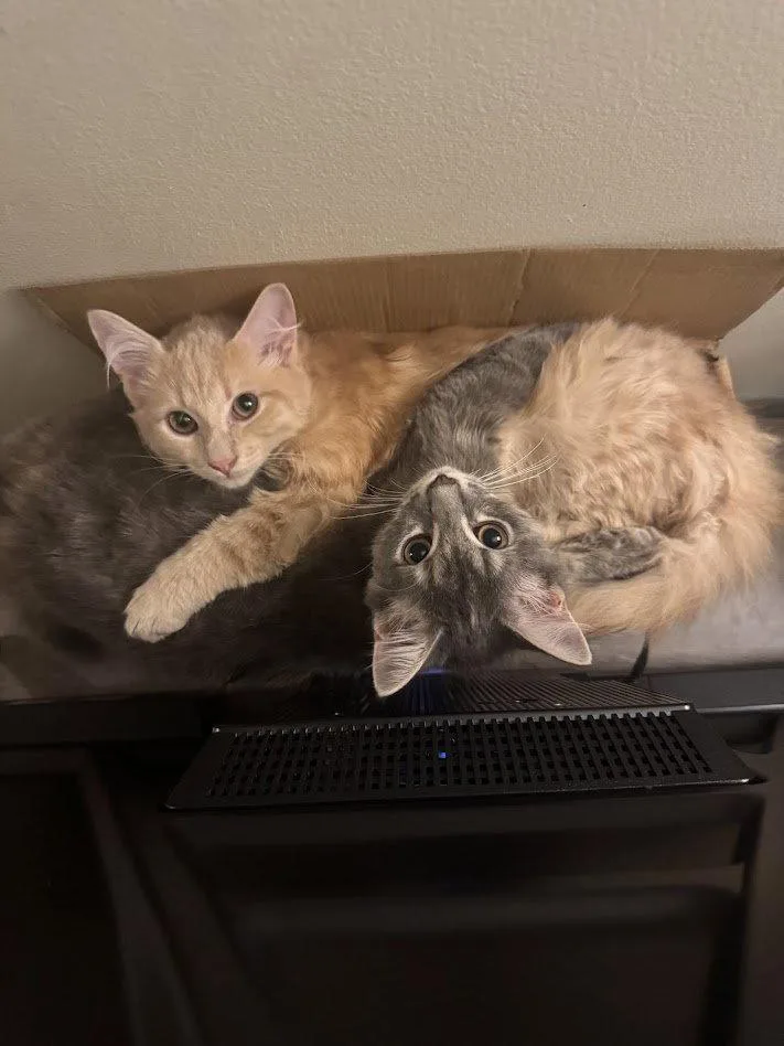 A young medium-sized female Domestic Short Hair cat named Sunny & Stormy for adoption in Herndon, VA