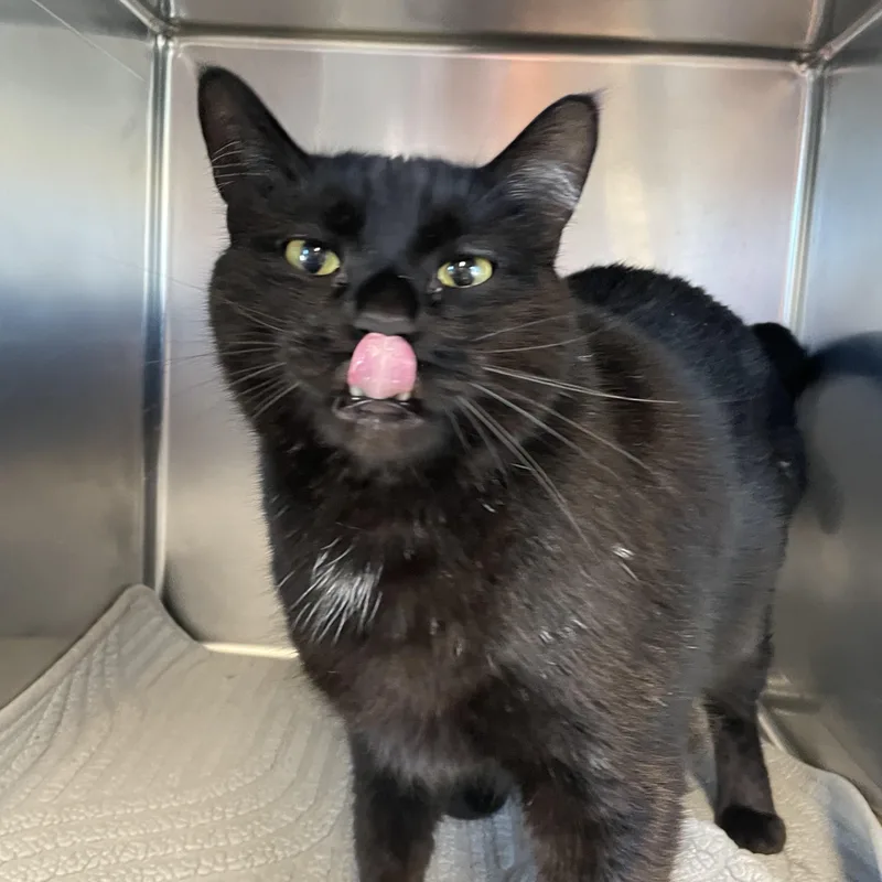 An adult extra large-sized male Black Domestic Short Hair cat named Desi for adoption in Gladstone, MO
