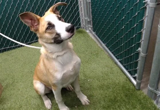 A young medium-sized male German Shepherd Dog dog named Bandi for adoption in Downey, CA