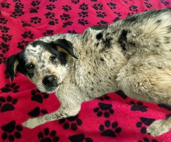 An adult large-sized male Border Collie dog named Loki for adoption in Tucson, AZ