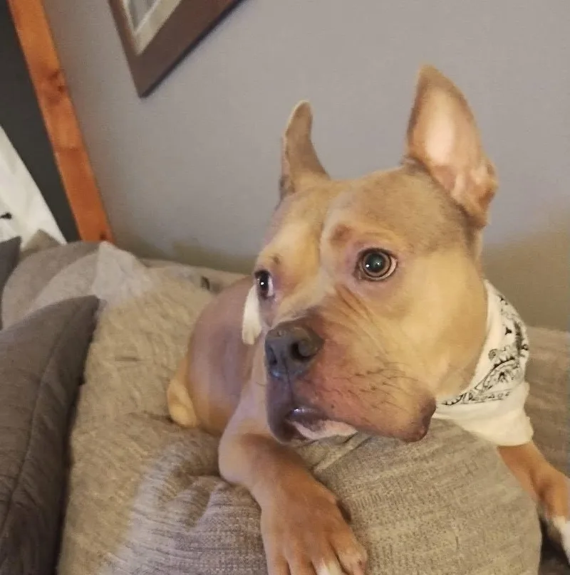 A young medium-sized male Pit Bull Terrier dog named Deuce for adoption in Tenafly, NJ