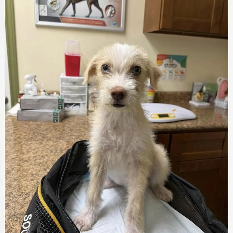 A young small-sized female Rat Terrier dog named Bella for adoption in San Marcos, TX