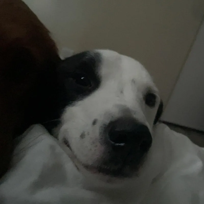 Benji  Home to thumbnail 3
