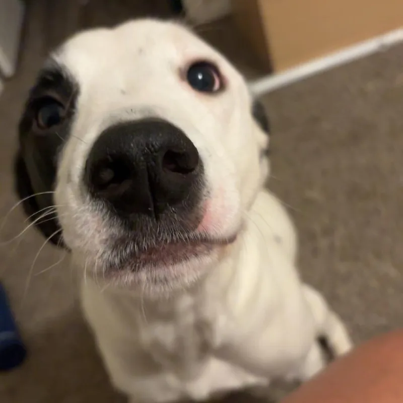 Benji  Home to thumbnail 6