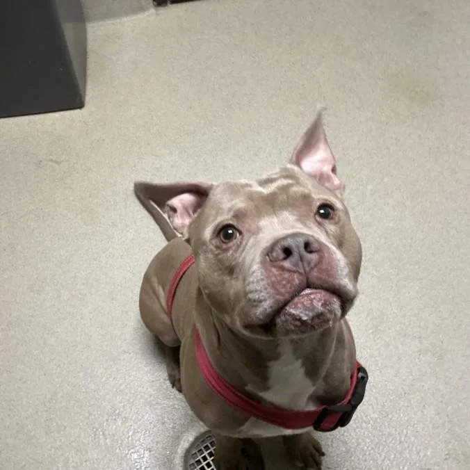 An adult small-sized male Pit Bull Terrier dog named Papa for adoption in Chapel Hill, NC