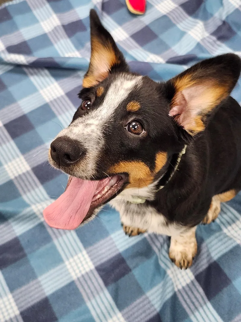 Bullet ~ Puppy ~ thumbnail 2