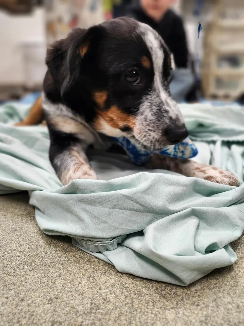 Bullet ~ Puppy ~ thumbnail 3