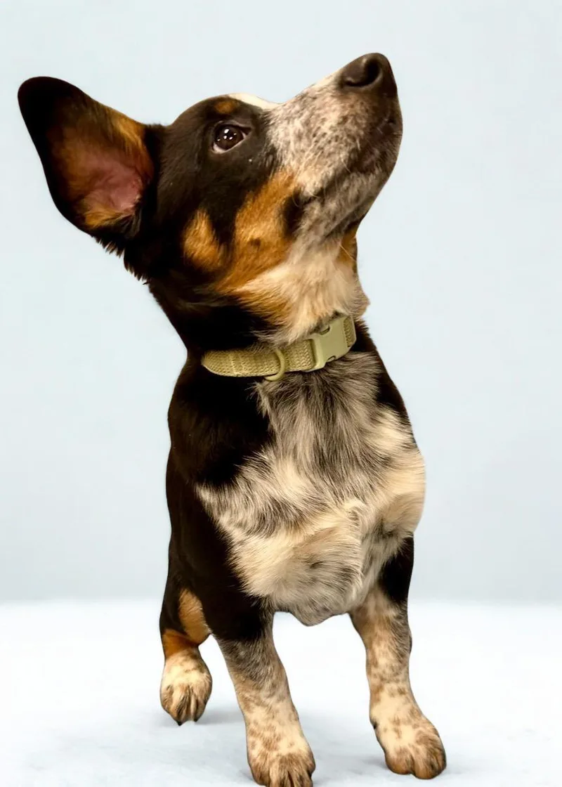 Bullet ~ Puppy ~ thumbnail 4