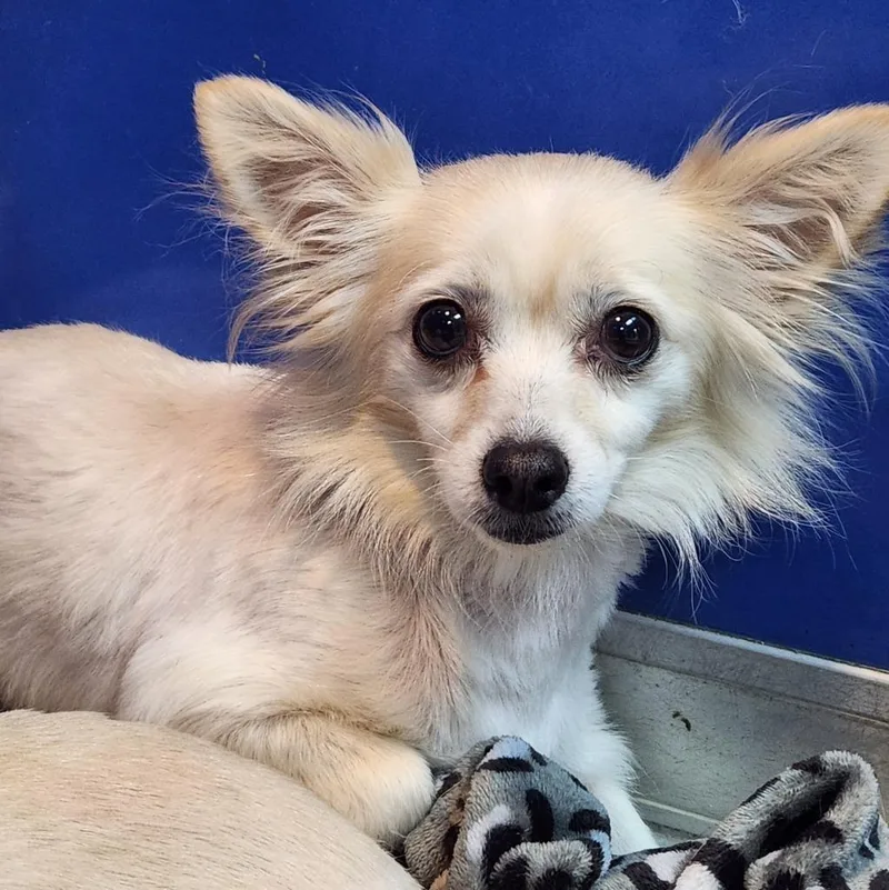 An adult small-sized male Chihuahua dog named Fennec for adoption in Walnutport, PA