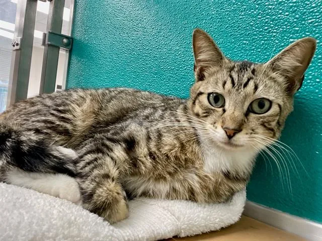 A young medium-sized male Domestic Short Hair cat named Skittles for adoption in Naples, FL