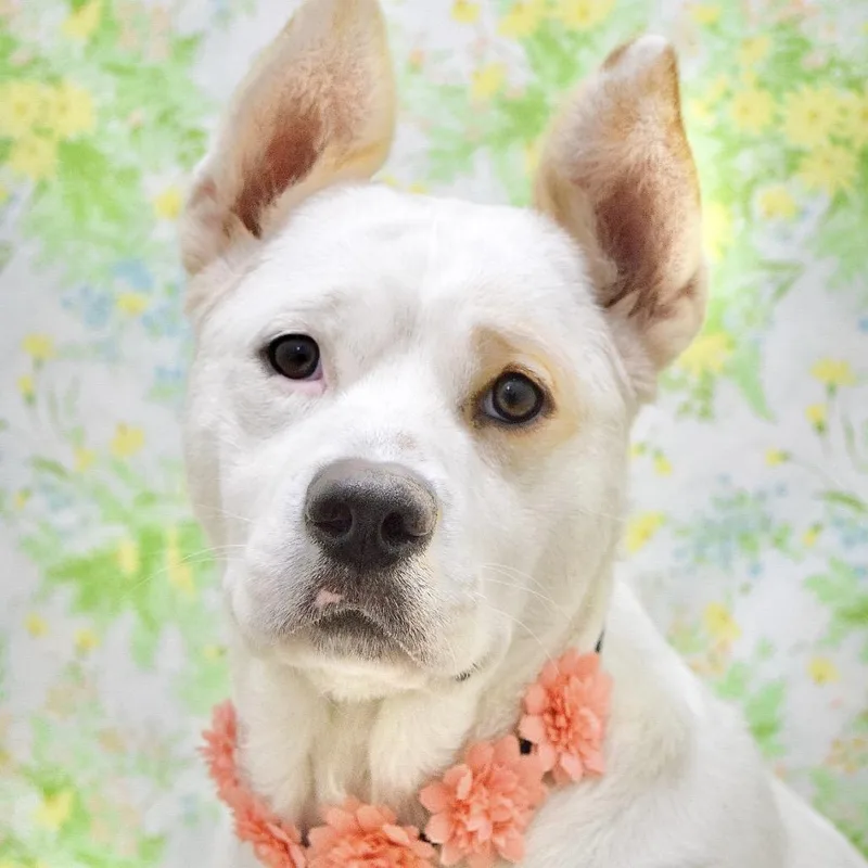 An adult large-sized female White / Cream Cattle Dog dog named Matilda  Ecas for adoption in Pleasanton, CA