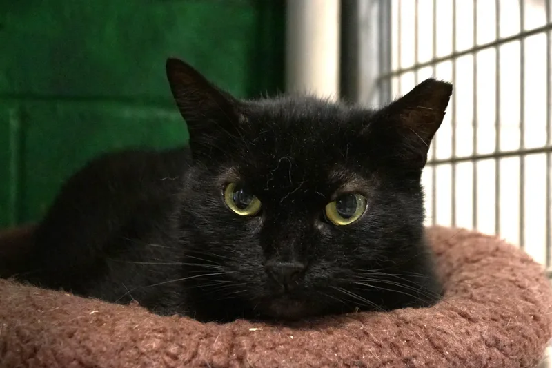 Cassette thumbnail 2