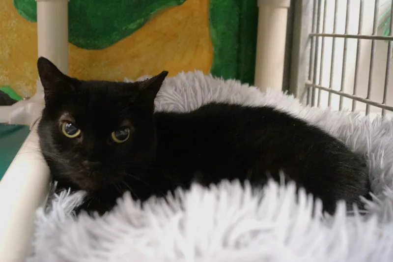 Cassette thumbnail 3