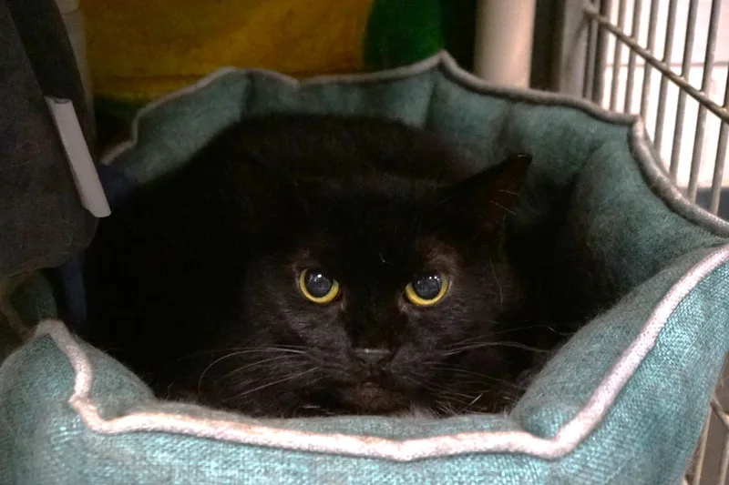 Cassette thumbnail 4