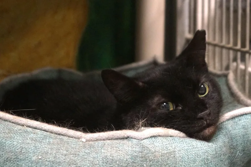 Cassette thumbnail 5