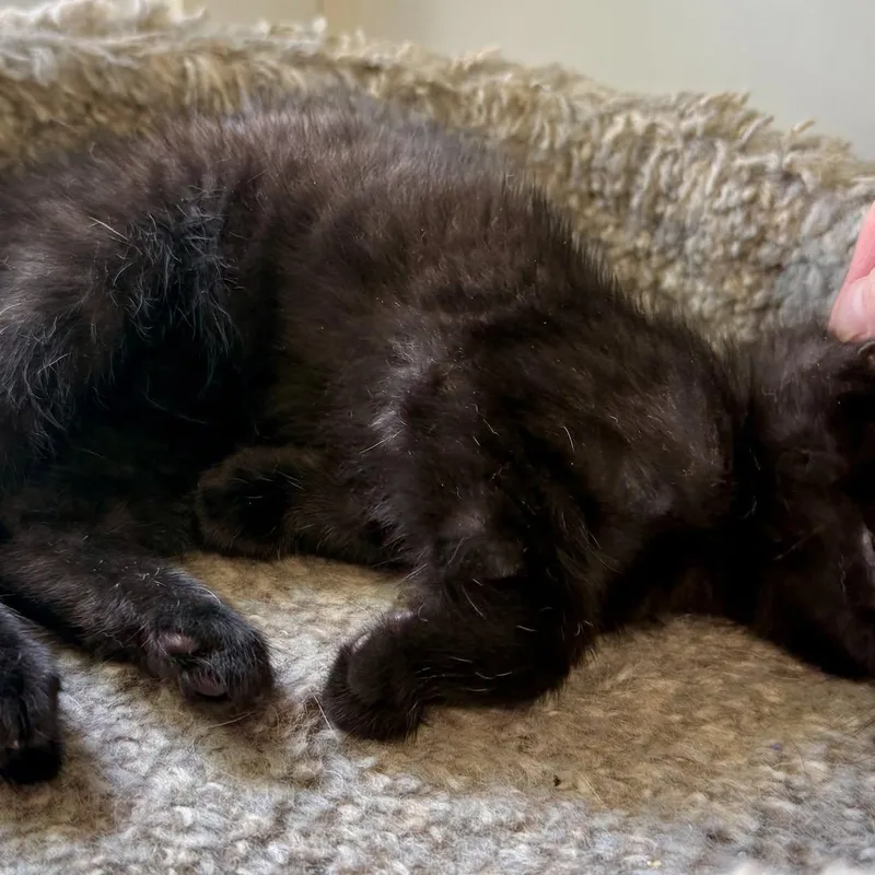 A baby medium-sized female Black Domestic Medium Hair cat named Junebug for adoption in Ashland, OH