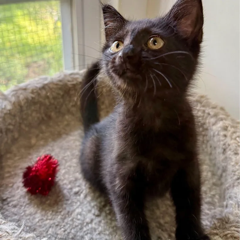 Junebug thumbnail 4