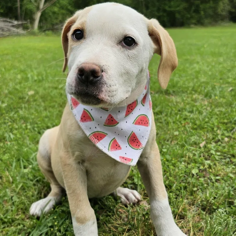 A baby medium-sized female Yellow / Tan / Blond / Fawn Mixed Breed dog named Nellie for adoption in BONIFAY, FL