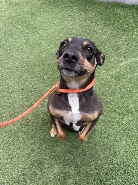 An adult medium-sized female Miniature Pinscher dog named Samantha for adoption in San Jose, CA
