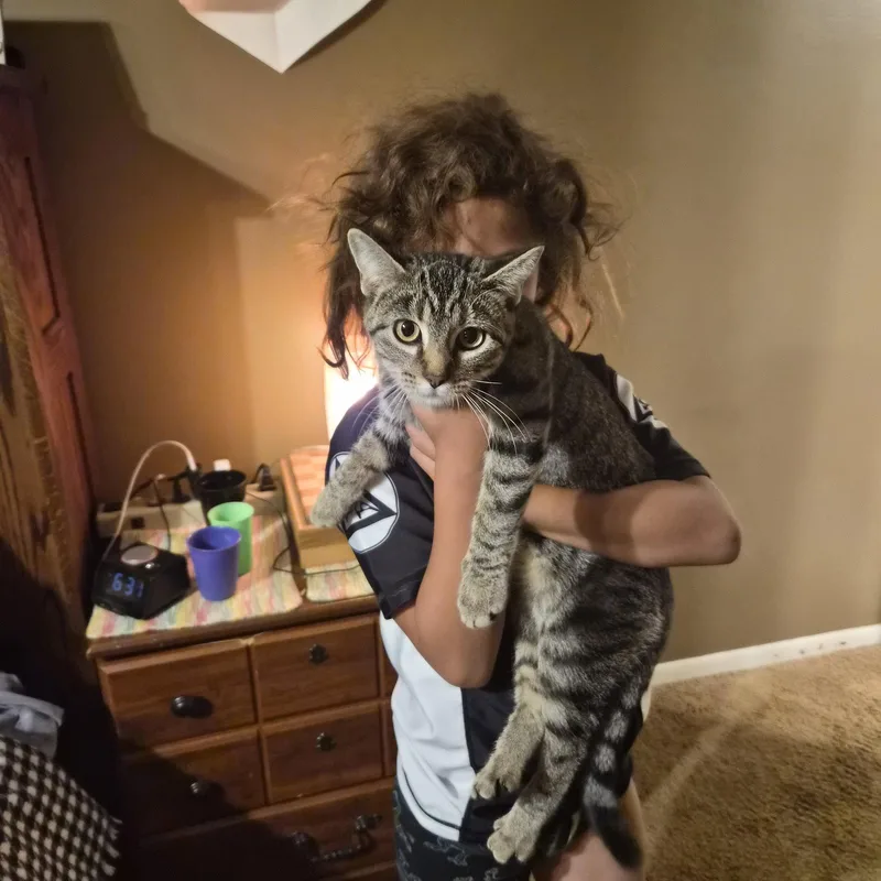 A young small-sized female Tabby (Gray / Blue / Silver) Tabby cat named Judy  DD for adoption in Council Bluffs, IA