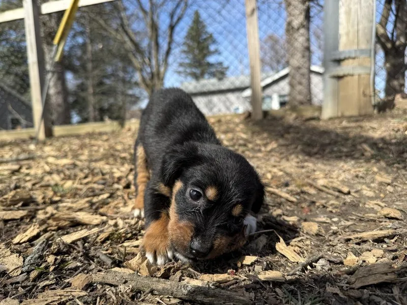A baby medium-sized female Tricolor (Brown, Black, & White) Australian Shepherd dog named Sadie for adoption in Ringwood, IL