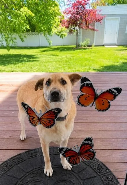 A young medium-sized female Apricot / Beige German Shepherd Dog dog named Emma for adoption in Stamford, CT