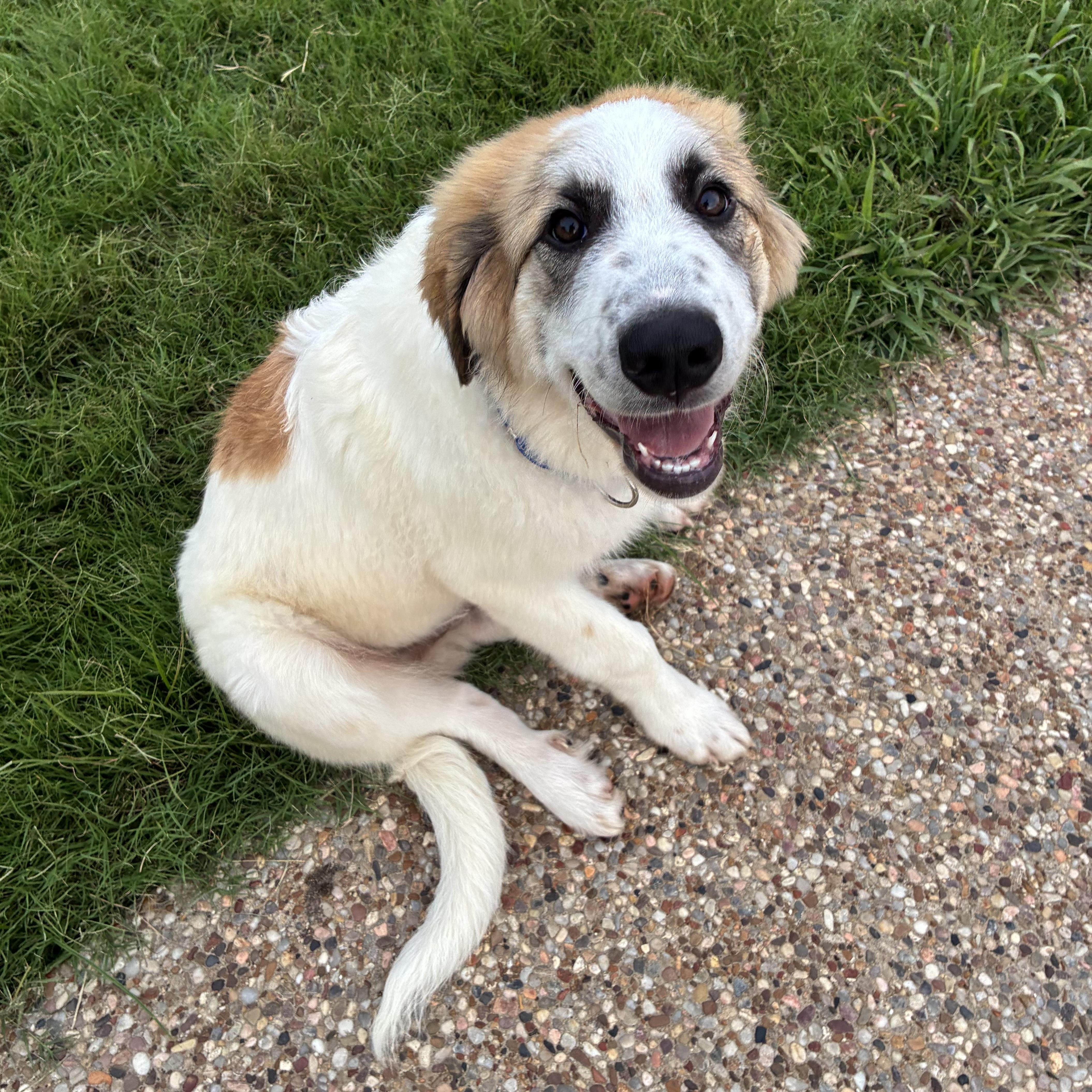 A young extra large-sized male Great Pyrenees dog named Ernie for adoption in Colleyville, TX