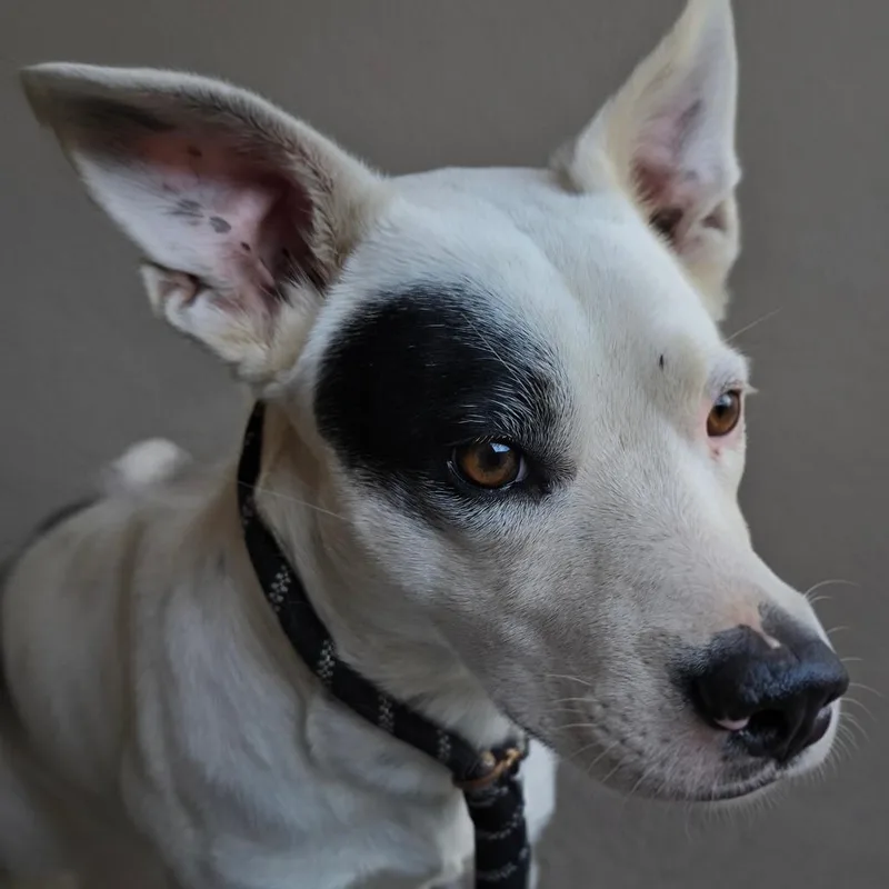 A young medium-sized male White / Cream Australian Cattle Dog / Blue Heeler dog named Patches for adoption in Klamath Falls, OR