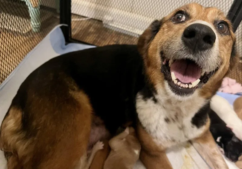 An adult large-sized female Australian Shepherd dog named Pippi Longstocking for adoption in Newport, KY