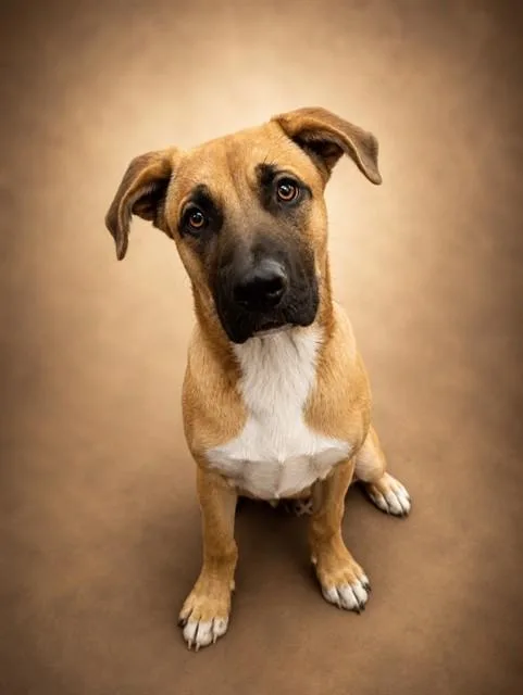 A young medium-sized male German Shepherd Dog dog named Rafael for adoption in Agoura, CA