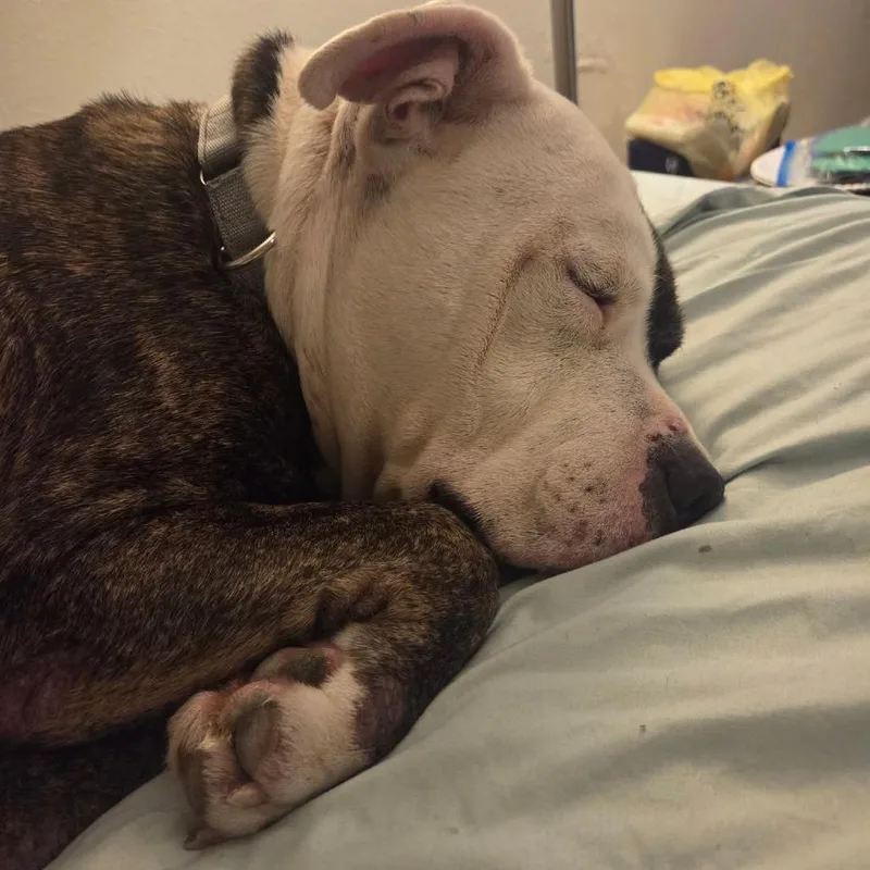 Dr. House thumbnail 2