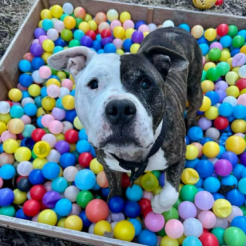 Dr. House thumbnail 3