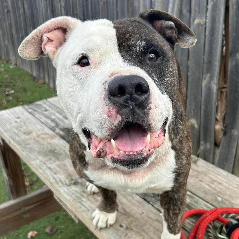 Dr. House thumbnail 4