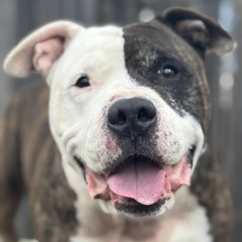 Dr. House thumbnail 6