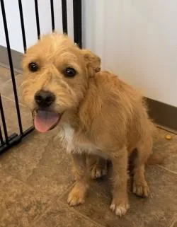 A young small-sized female Golden Terrier dog named Ginger for adoption in Murphy, TX
