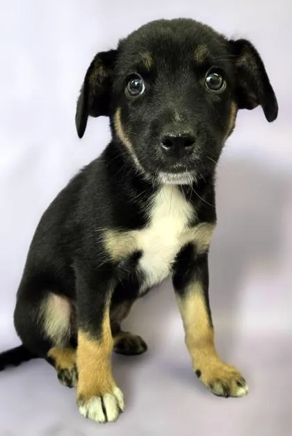 A baby medium-sized male Australian Shepherd dog named Brock for adoption in Morton Grove, IL