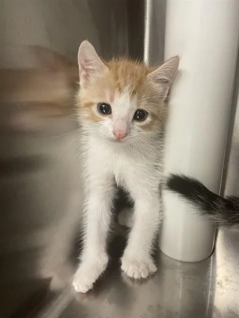 A baby medium-sized male Domestic Short Hair cat named Achilles A for adoption in Plano, TX