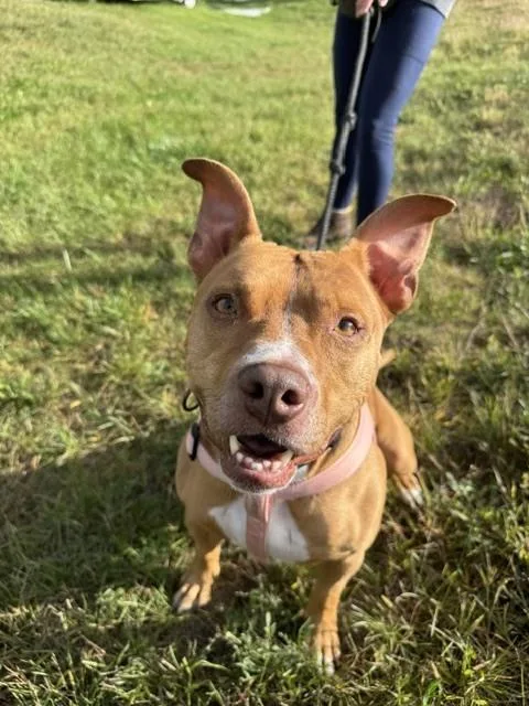 An adult large-sized male American Staffordshire Terrier dog named Romeo for adoption in Kalamazoo, MI