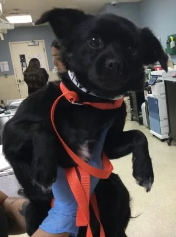 An adult small-sized female Chihuahua dog named Blackberry for adoption in Riverside, CA