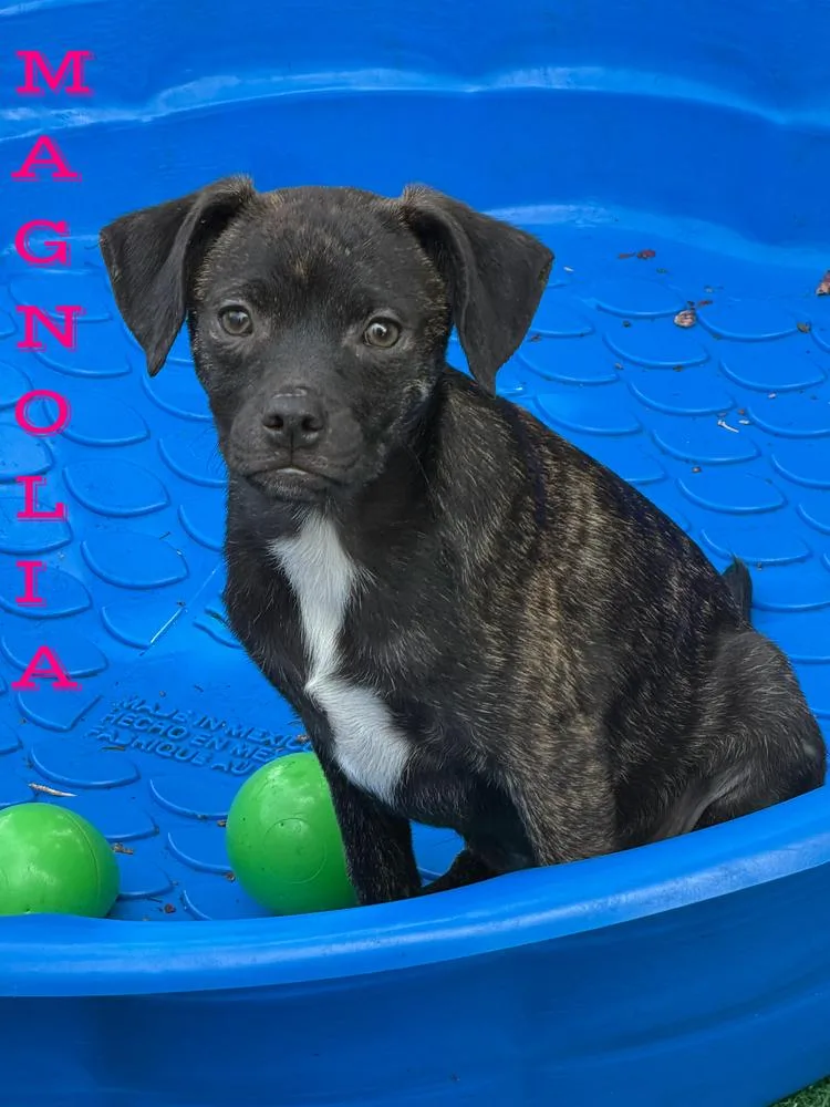 A baby small-sized female Tricolor (Brown, Black, & White) Chihuahua dog named Magnolia for adoption in Pleasant Hill, CA