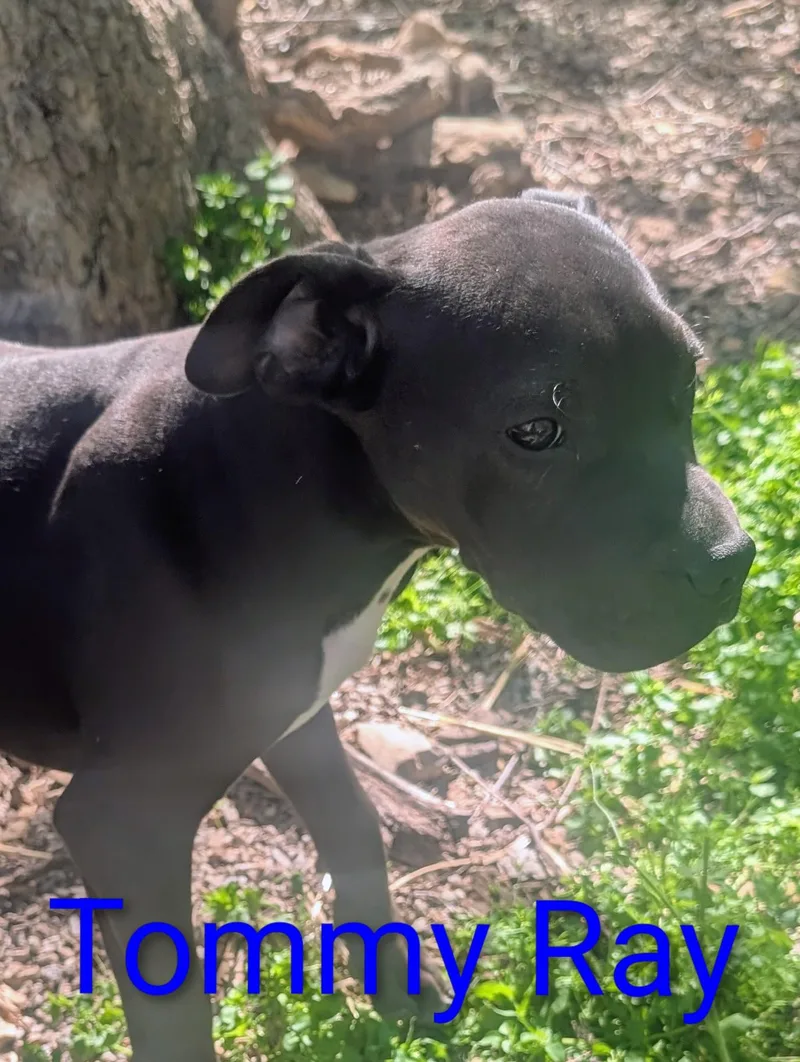 A baby large-sized male Black Boxer dog named Tommy Ray for adoption in Osceola, MO