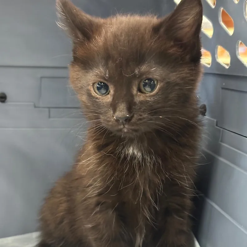 A baby small-sized female Black Domestic Short Hair cat named Brenda for adoption in La Grange, KY