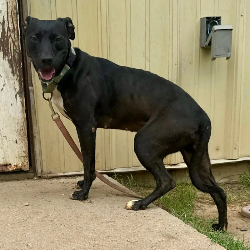 A young medium-sized female Black Mixed Breed dog named Trinity for adoption in Bennettsville, SC