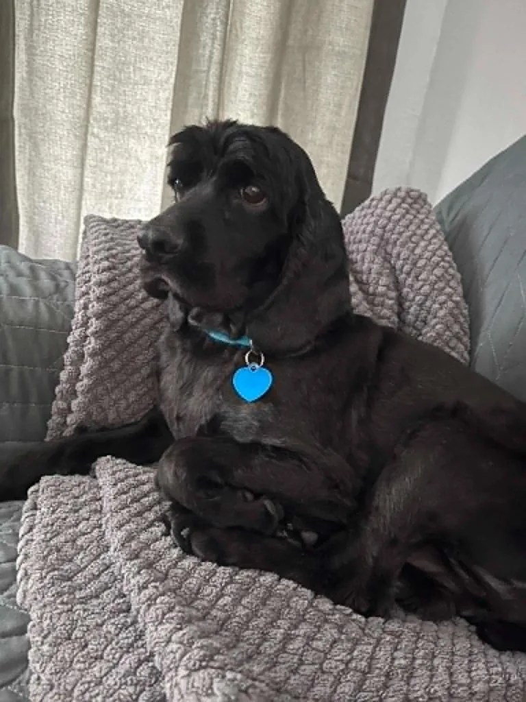 An adult small-sized male Cocker Spaniel dog named Tobey for adoption in Austin, TX