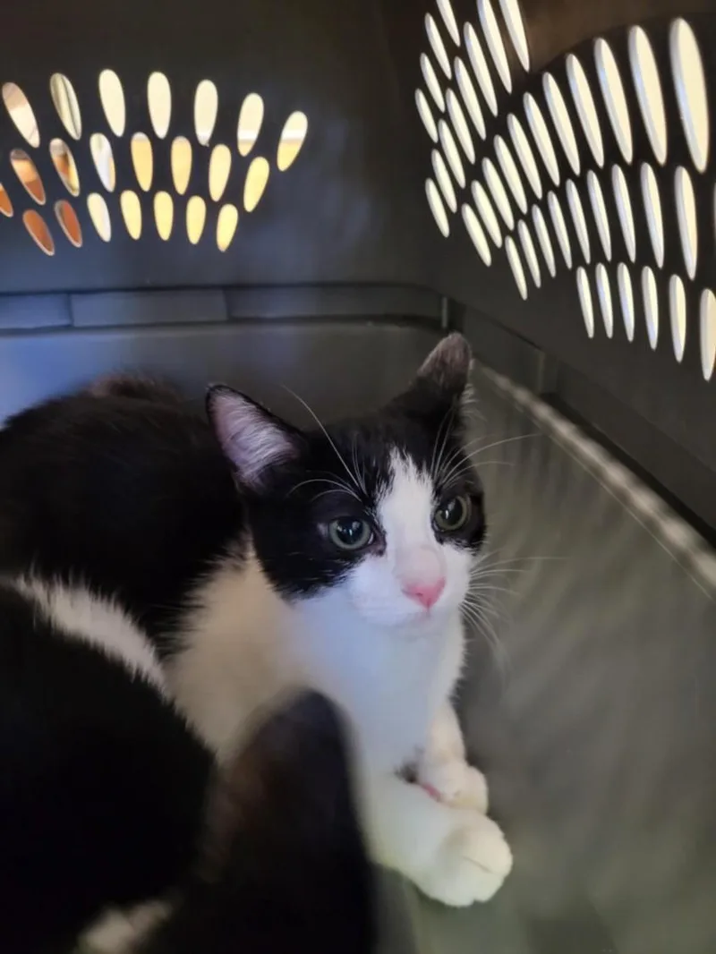 A baby small-sized male Domestic Short Hair cat named Ozzy for adoption in Burbank, CA